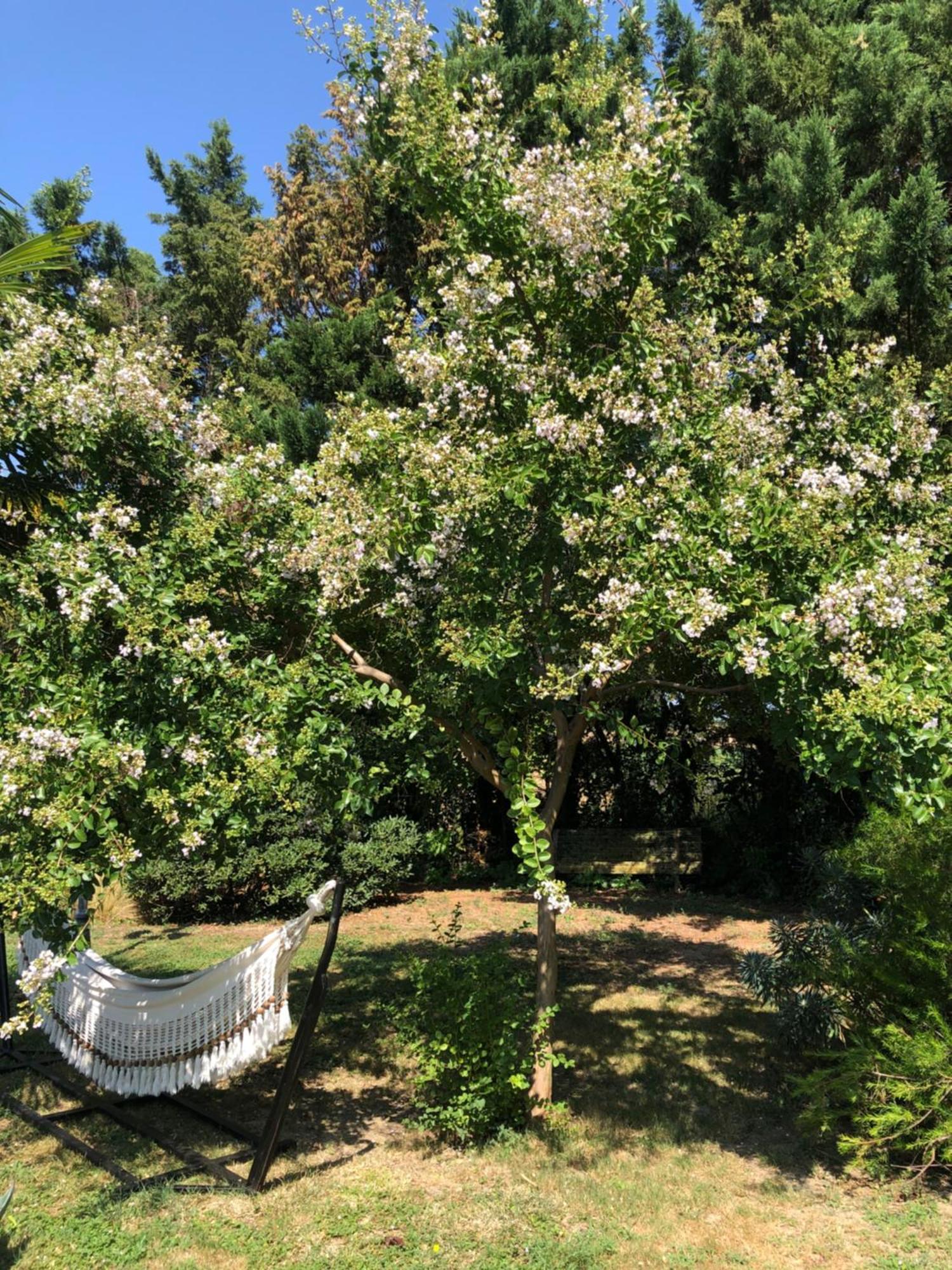 Montesquieu-LauragaisLa Bastide De Negra住宿加早餐旅馆 外观 照片
