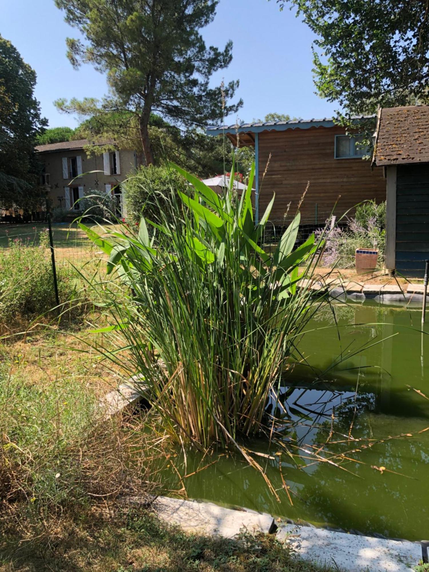 Montesquieu-LauragaisLa Bastide De Negra住宿加早餐旅馆 外观 照片